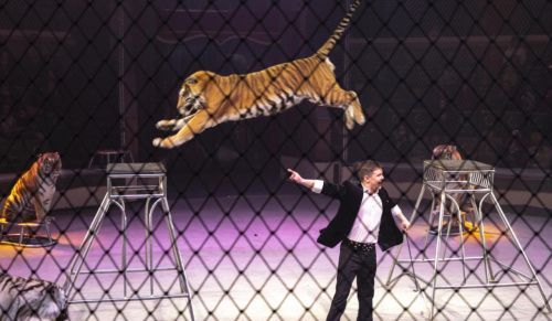 В Ростове состоялся специальный показ нового циркового шоу с тиграм для детей из Донбасса