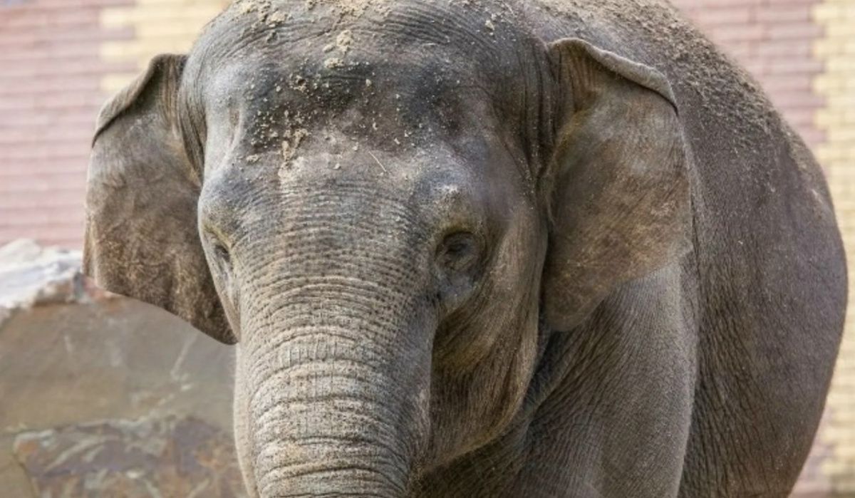 Слоны ростовского зоопарка получат в угощение в Масленницу чучело Зимы