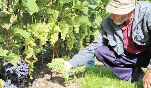 В Ростовской области государство поддержит виноградарей 