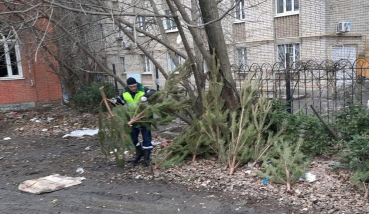 Жители Ростова смогут обменять новогоднюю ель на экоподарок 