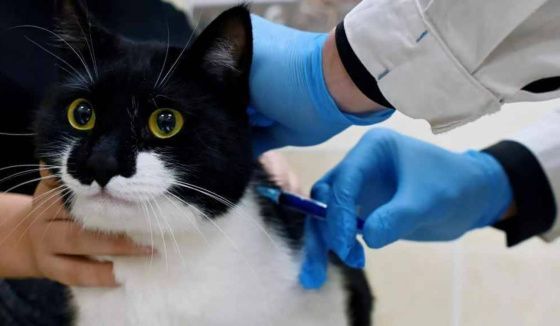 В одном из районов Ростова-на-Дону ввели карантин по бешенству