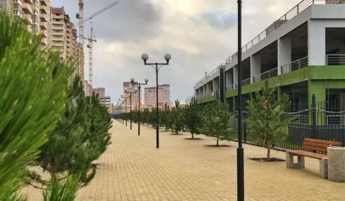 В Ростове застройщику пришлось посадить крымские деревья